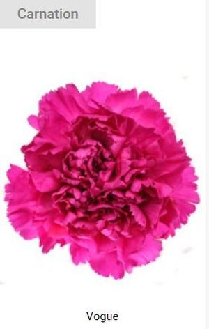 OEILLET VOGUE ROSE VIF 65
